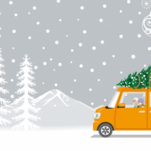 PREMIUM FRASER FIR FOR TREE LOT PICKUP