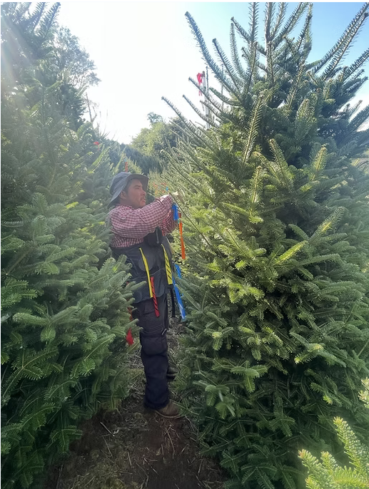 Individually tagging trees